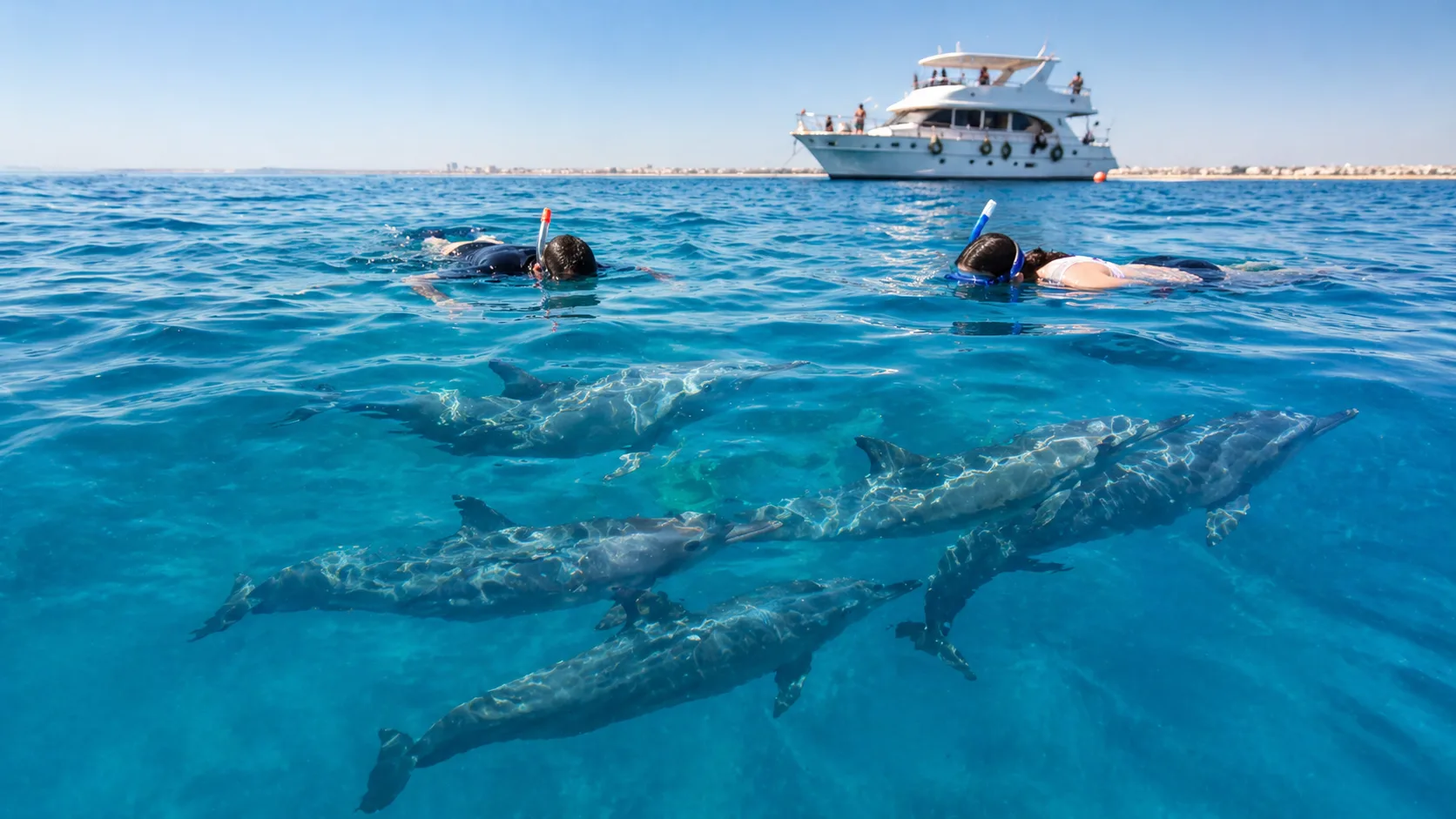 Dolphins beneath the surface near snorkellers and a boat